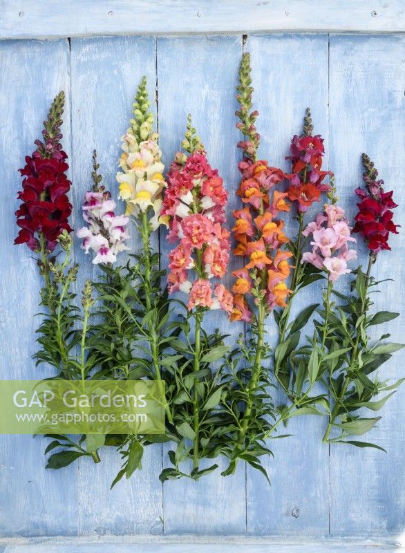 Selection of Antirrhinums, Snapdragons against a Blue painted wooden backdrop