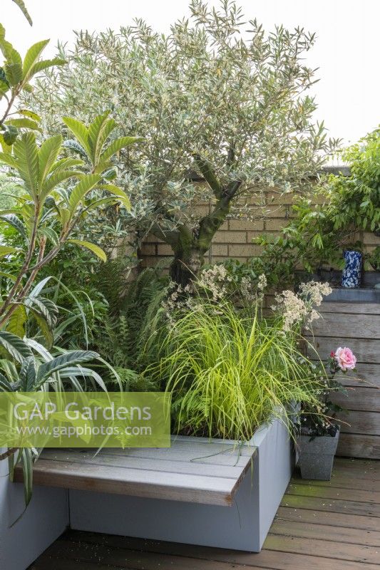 A small bench is built into a corner trough planted with an olive tree, Olea europaea, at its feet Luzula nivea, snow rush, carex and shuttlecock ferns, Matteuccia struthiopteris.
