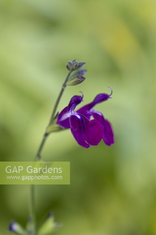 Salvia 'Nachtvlinder', sage, a shrubby perennial bearing deep purple-maroon flowers from May until November.