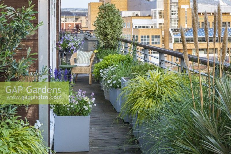 A narrow balcony is edged in planters of leafy pampas grass, Hakonechloa macra 'Aureola' and pittosporum, with pops of colour from flowering marguerites, nemesias, salvias and petunias.