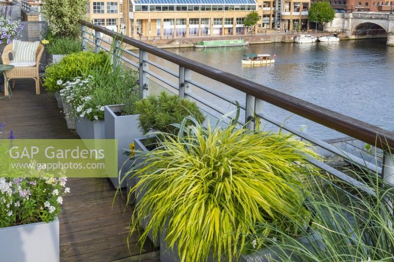 A narrow riverside balcony is edged in planters of Hakonechloa macra 'Aureola', a dwarf pine and pittosporum, with pops of colour from flowering annuals and perennials.