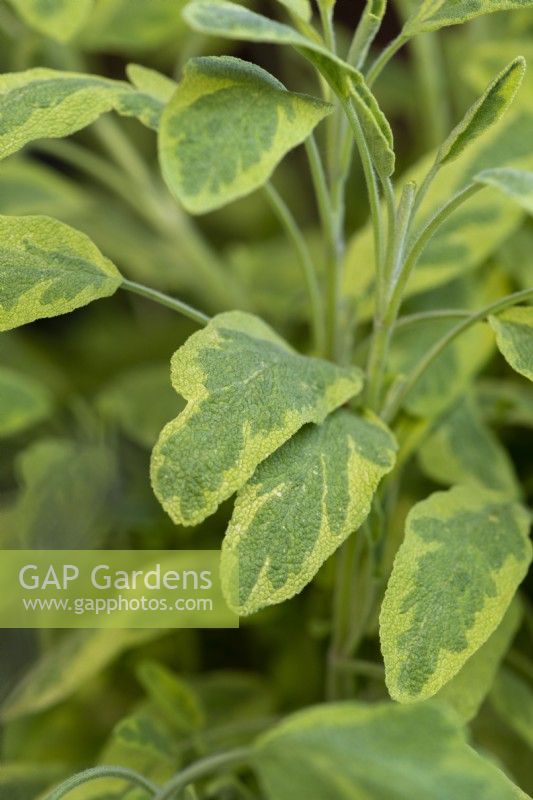 Salvia officinalis 'Icterina', golden sage, an evergreen shrub with variegated, aromatic leaves.