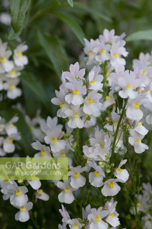 Nemesia 'Wisley Vanilla', a fragrant annual flowering from June.