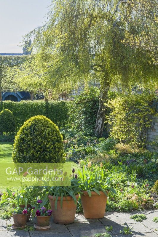 View of garden on a sunlit morning in spring with weeping birch tree coming into leaf - Betula pendula 'Youngii'. Containers of tulips on patio next to box topiary. April