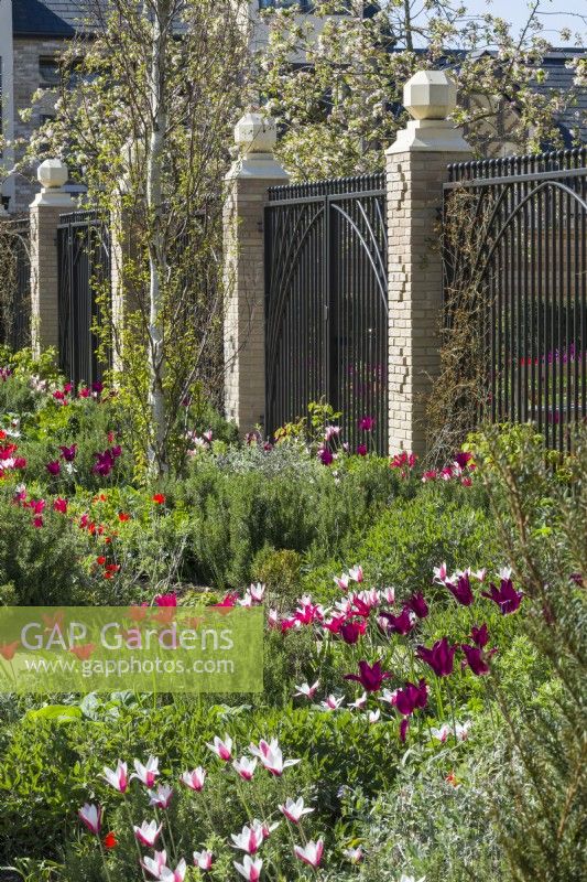 Cambridge Central Mosque garden with tulips. April. Tulipa 'Peppermint Stick - species tulip and Tulipa 'Purple Dream' - lily-flowered tulips planted amongst rosemary, phlomis, perovskia and teucrium