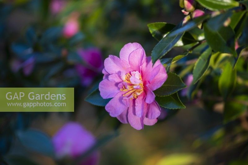 Camellia hiemalis 'Showa-no-sakae' - flowering in Autumn and Winter 