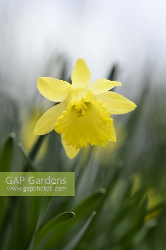 Narcissus 'Bowles's Early Sulphur'