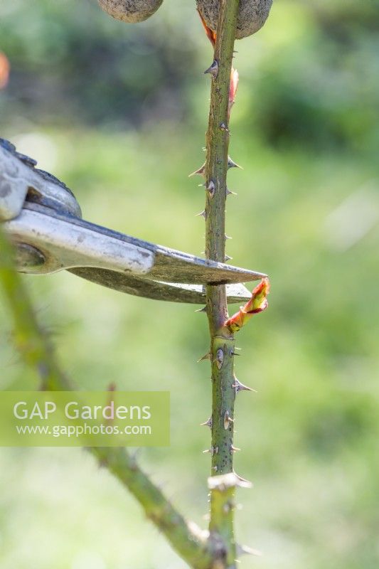 Rose pruning. Closeup to show cutting back previous years shoots to just above a strong bud.