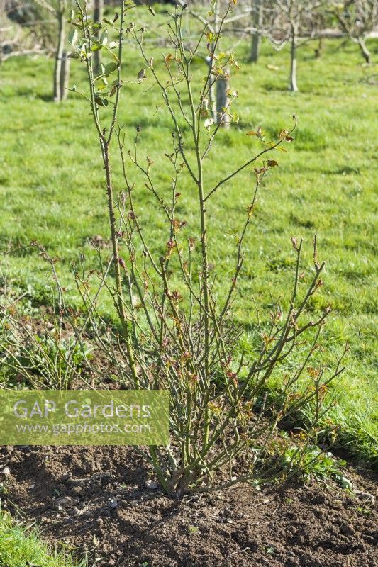 Pruning a shrub rose - Rosa 'Imogen'. Before pruning. Early spring.