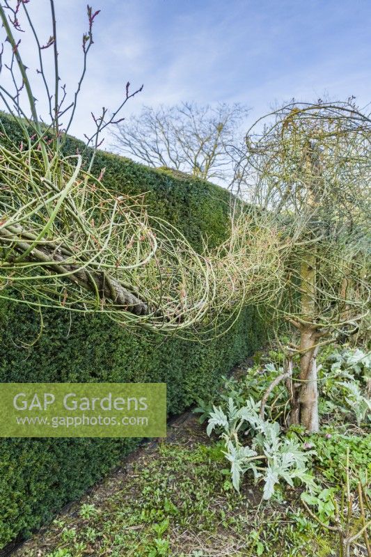 The stems of a rambler rose trained in spirals around ropes suspended from wooden poles  to form decorative swags in front of a yew hedge. Winter