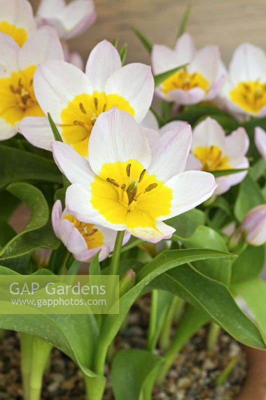 Tulipa saxatilis - Bakeri Group 'Lilac Wonder' - April