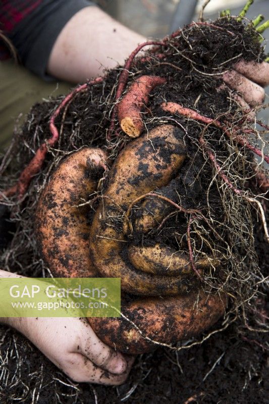 Harvesting Sweet Potato 'Beauregard Improved'
