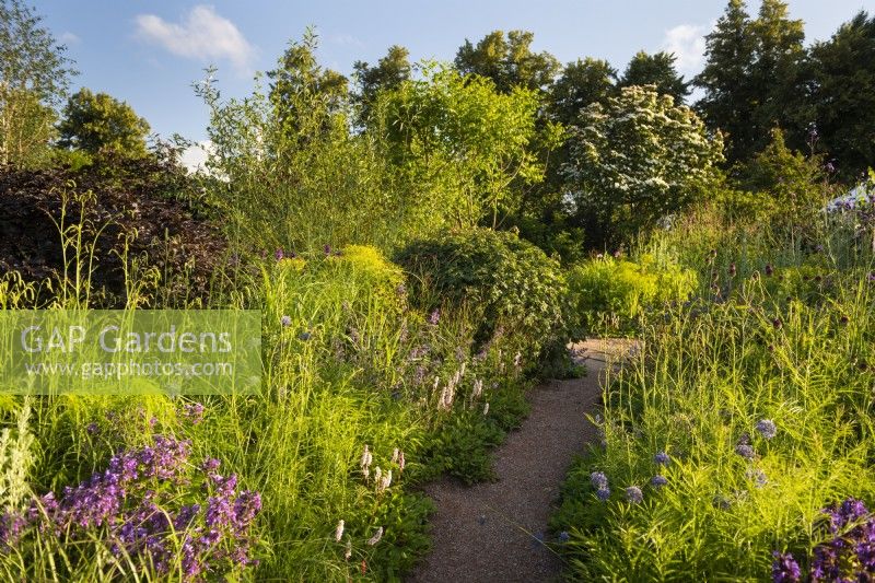 RHS Garden For A Green Future. Designed by Jamie Butterworth. Path amongst mixed borders with Allium 'Red Mohican; Fagus sylvatica 'Atropurpurea', Sanguisorba and Persicaria. RHS Hampton Court Palace Garden Festival Show, July 2021. 