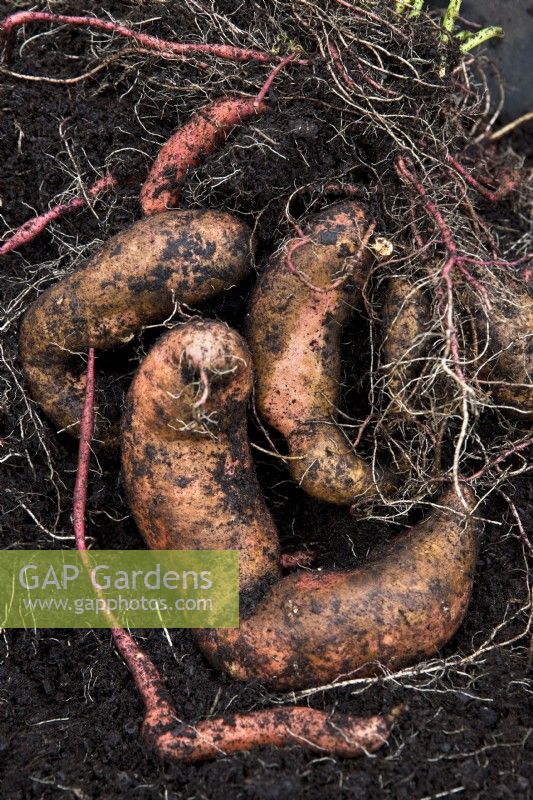 Harvested Sweet Potato 'Beauregard Improved'
