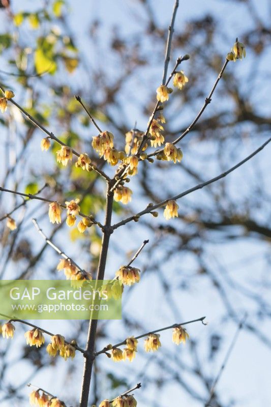 Chimonanthus praecox 'Grandiflorus' - Wintersweet - January.