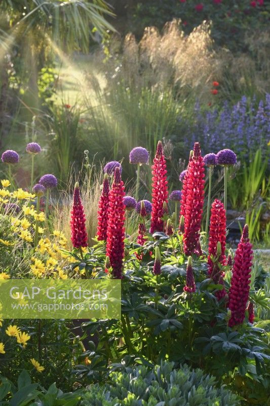 Lupinus 'The Pages' , Euryops pectinatus,  and Allium giganteum in early summer flowerbed