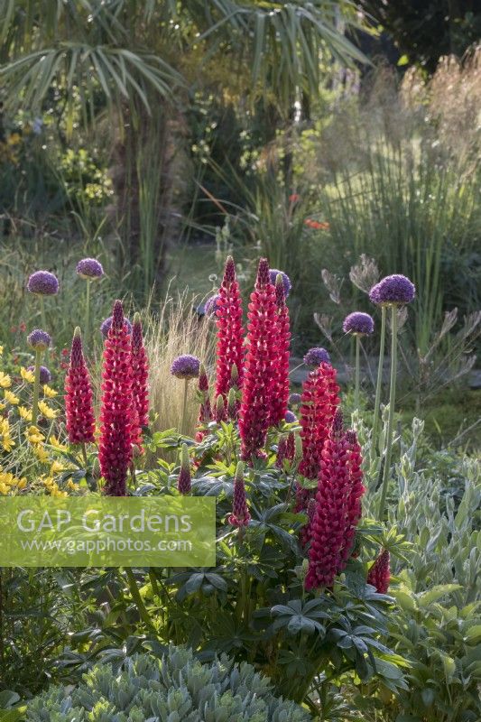 Lupinus 'The Pages'   and Allium giganteum in early summer flowerbed