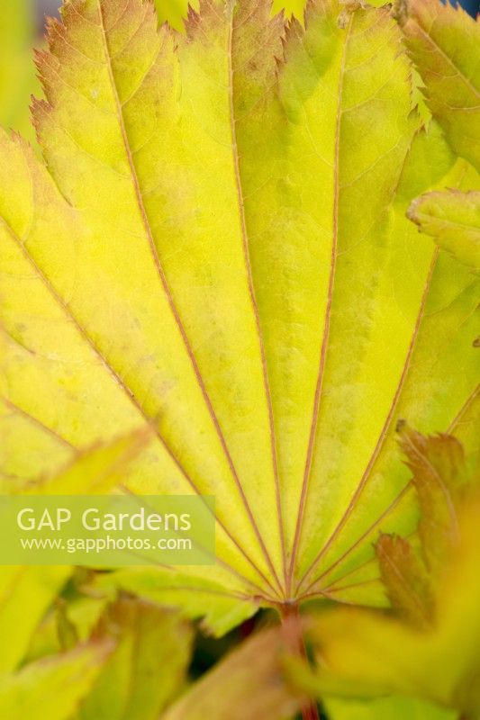 Acer shirasawanum 'Aureum' - Golden Full Moon Maple
