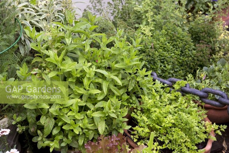 Selection of herbs growing in containers on deck of houseboat