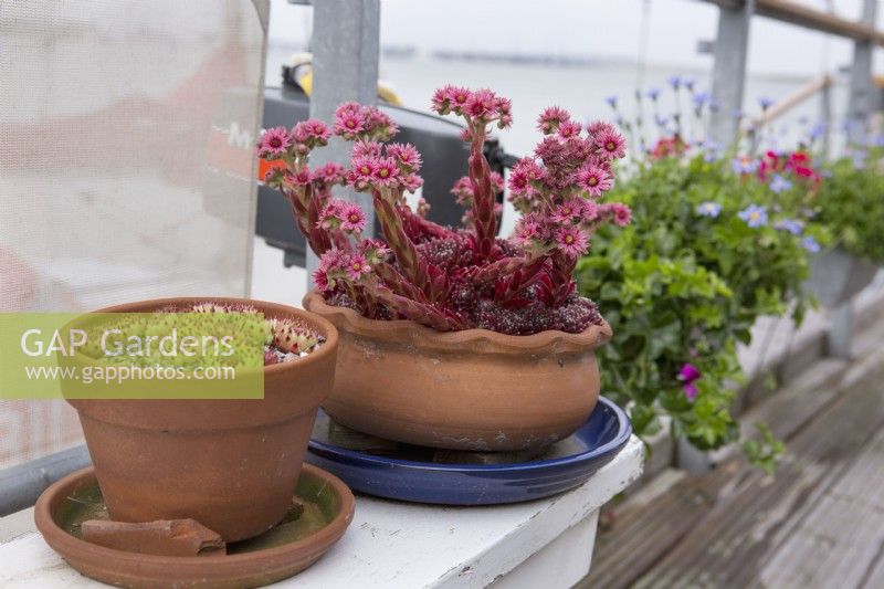 Sempervivums in containers on deck of houseboat