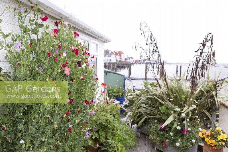 Sweetpeas growing in container on deck of houseboat