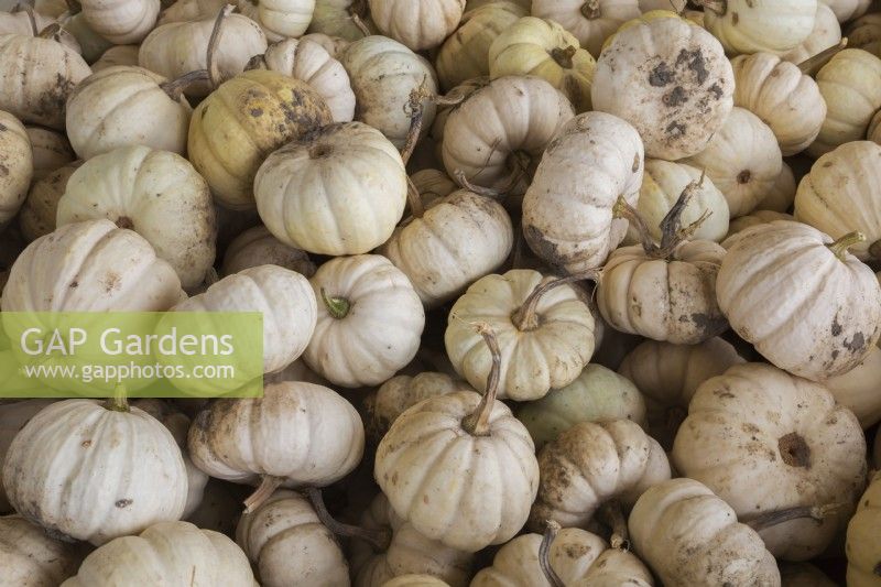 White Cucurbita 'Baby Boo' - Pumpkins in autumn - September