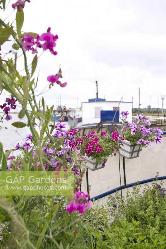 Sweetpeas, petunias and herbs growing in containers on deck on houseboat