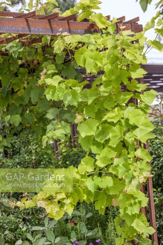 Vitis vinifera subsp. vinifera on the pergola, autumn September