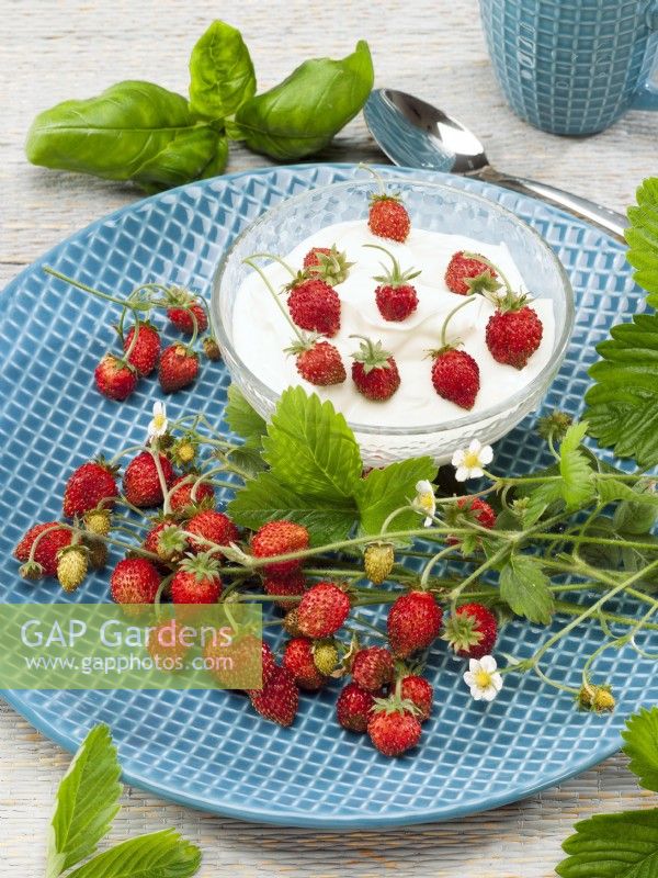 Fragaria x vesca on a plate and in bowl with yoghurt, summer July