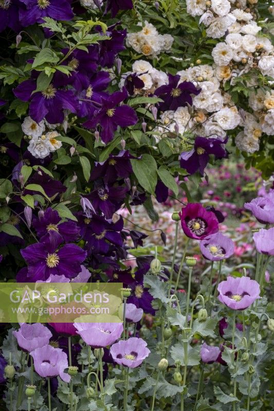Papaver somniferum, Opium Poppies with Clematis 'Jackmanii' and Rosa 'Alister Stella Gray' in summer garden