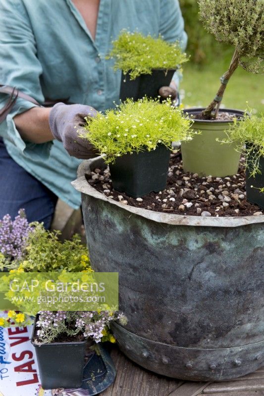 Making an Alpine Container, placing the plants
Thyme 'Doone Valley', Thyme 'Faustini', Thyme 'Peter Davis', Bacopa Mecardonia 'Early Yellow', Sagina aurea
