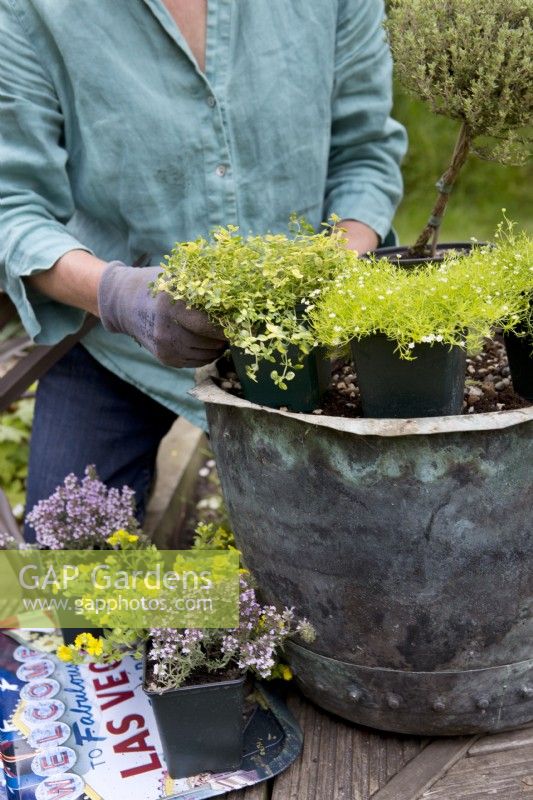 Making an Alpine Container, placing the plants
Thyme 'Doone Valley', Thyme 'Faustini', Thyme 'Peter Davis', Bacopa Mecardonia 'Early Yellow', Sagina aurea
