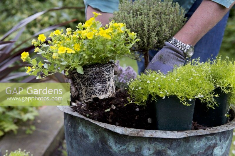 Making an Alpine Container, planting
Thyme 'Doone Valley', Thyme 'Faustini', Thyme 'Peter Davis', Bacopa Mecardonia 'Early Yellow', Sagina aurea
