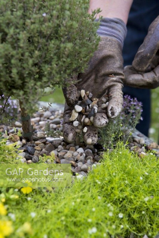 Making an Alpine Container, adding gravel
Thyme 'Doone Valley', Thyme 'Faustini', Thyme 'Peter Davis', Bacopa Mecardonia 'Early Yellow', Sagina aurea
