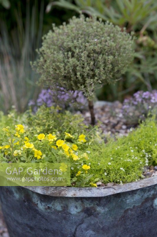 Alpine Container with Thyme 'Doone Valley', Thyme 'Faustini', Thyme 'Peter Davis', Bacopa Mecardonia 'Early Yellow', Sagina aurea
