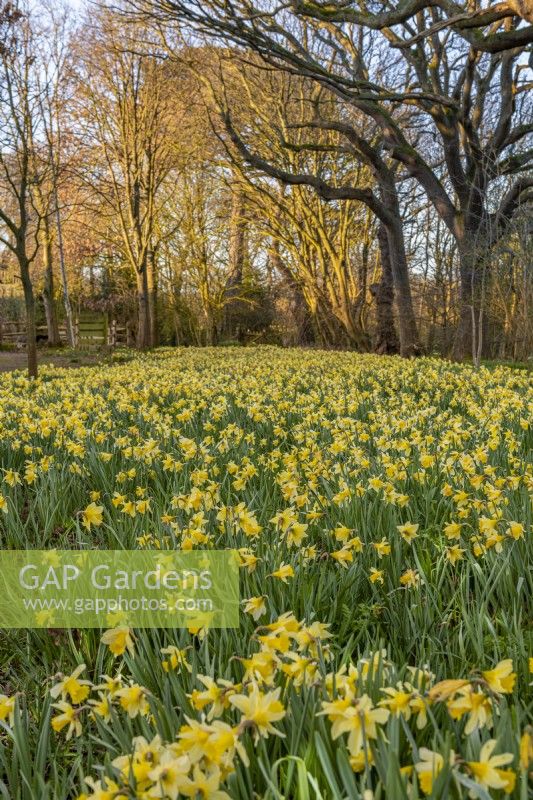 Drifts of Narcissus pseudonarcissus flowering in an informal woodland country garden in Spring - March