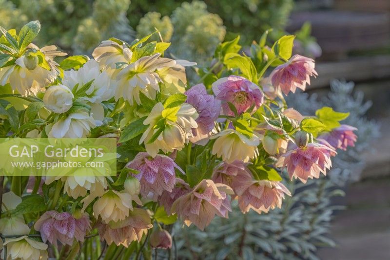 Double Helleborus x hybridus 'Sparkling Diamond' and 'Harvington Double Pink' flowering in Spring - March