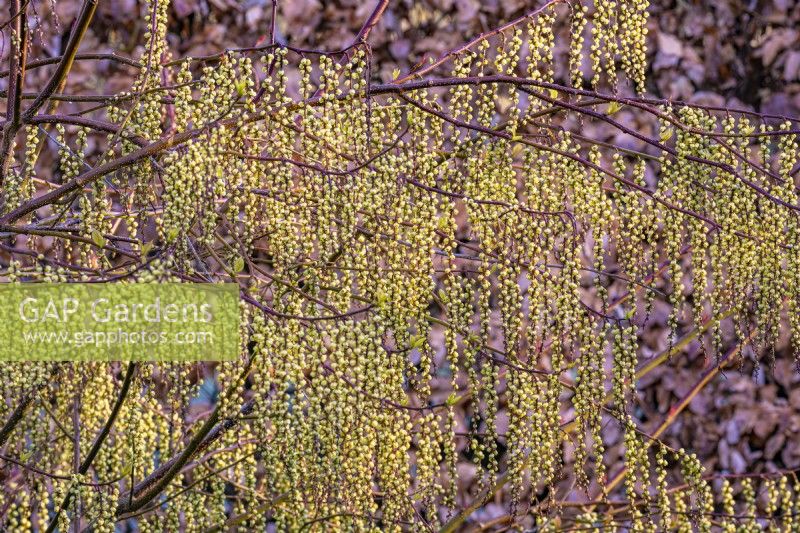 Stachyurus praecox flowering in Spring - March