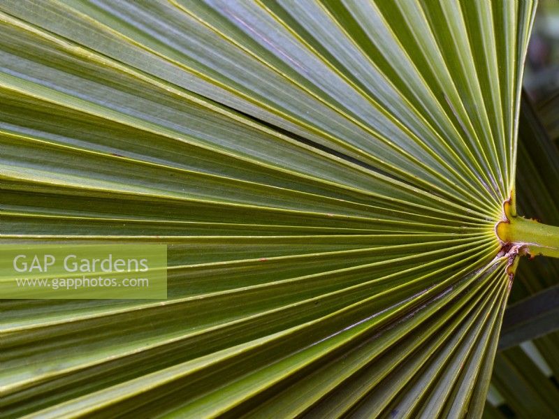  Chamaerops humilis - Dwarf Fan Palm leaf detail Mid March Norfolk