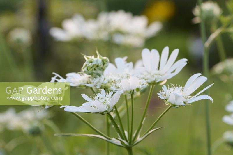 Orlaya grandiflora - white laceflower