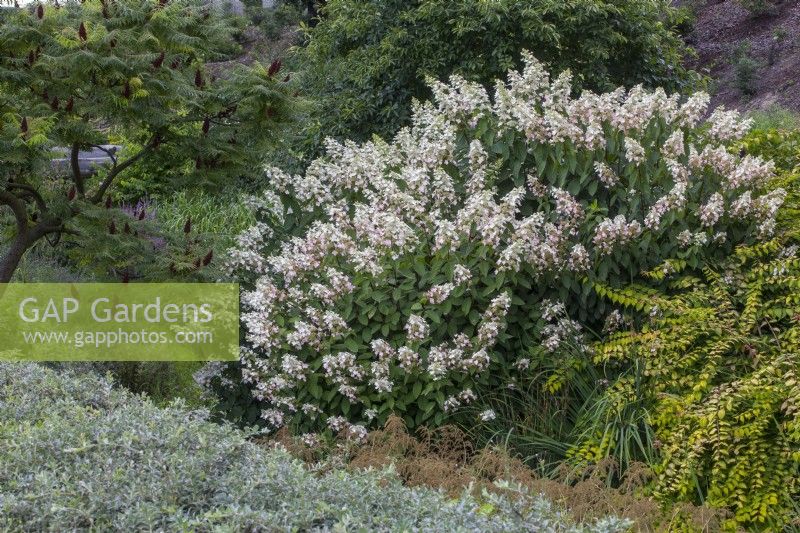 Hydrangea arborescens 'Pink Pincushion'