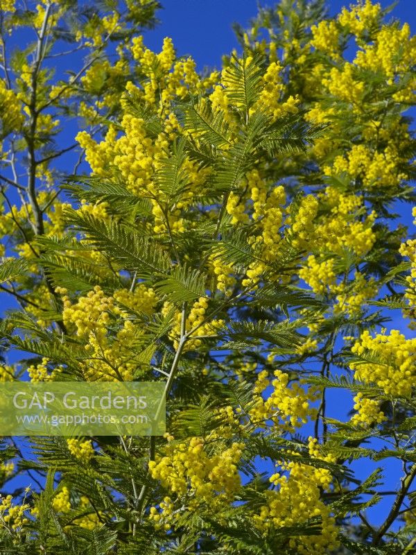 Acacia dealbata - Mimosa Mid March Norfolk