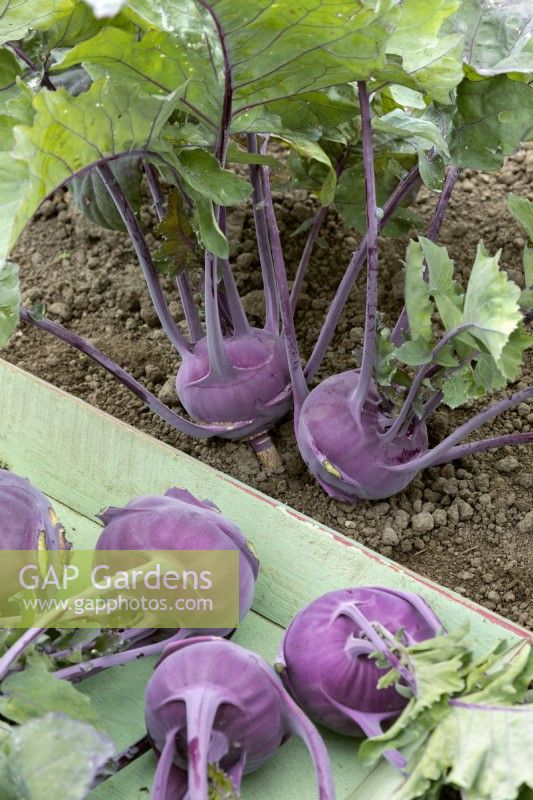 Brassica oleracea var. gongylodes Delikatess Blauer cabbage turnip, summer August