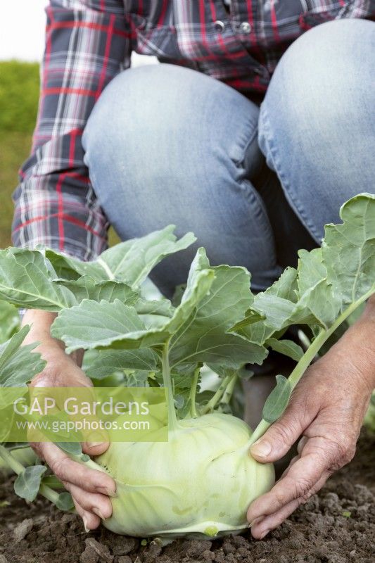 Brassica oleracea var. gongylodes Delikatess Weisser turnip cabbage, person, hands, summer August