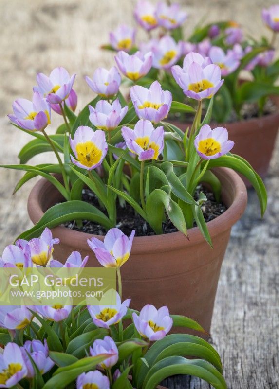 Tulipa saxatilis Bakeri Group 'Lilac Wonder'  AGM in terracotta pots