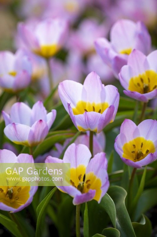Tulipa saxatilis Bakeri Group 'Lilac Wonder'  AGM