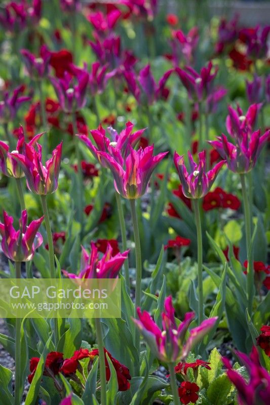 Tulipa 'Love Dance' planted with Polyanthus 'Stella Scarlet Pimpernel' F1