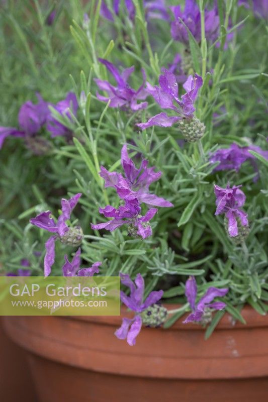Lavandula stoechas 'Javelin' - French lavender - in a terracotta pot