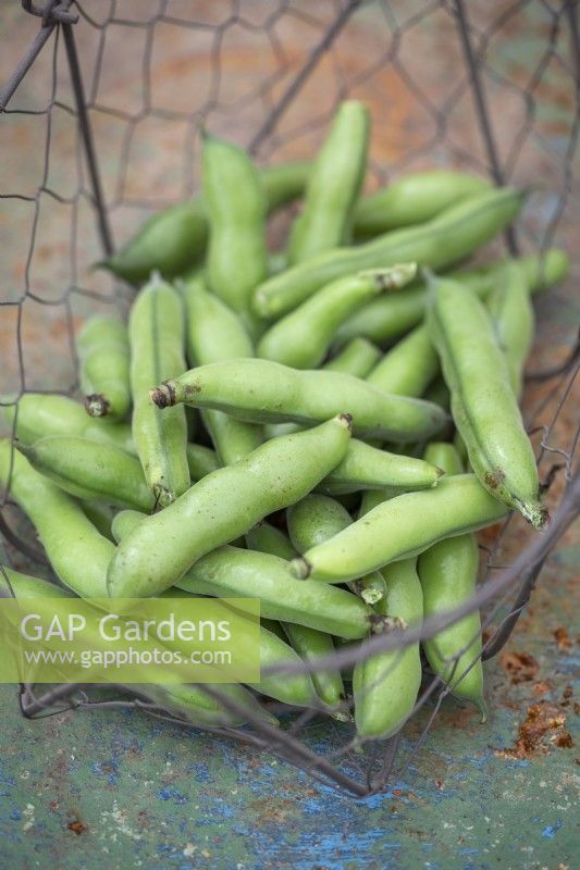 Harvested Crimson flowered broad beans in a basket - Vicia faba