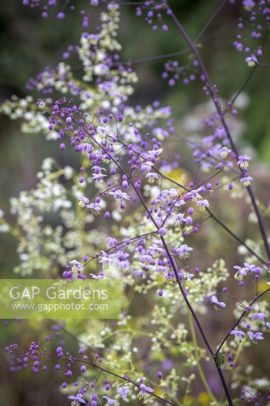 Thalictrum delavayi  and Thalictrum delavayi 'Album' - Chinese meadow rue